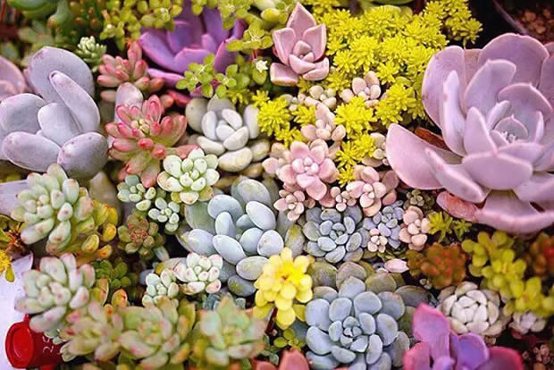 华亭镇团委联合上海沪工阀门厂开展微景观绿植DIY活动（图2）